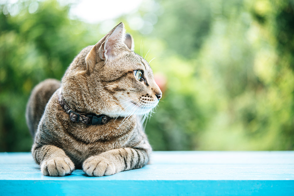 Gato con collar