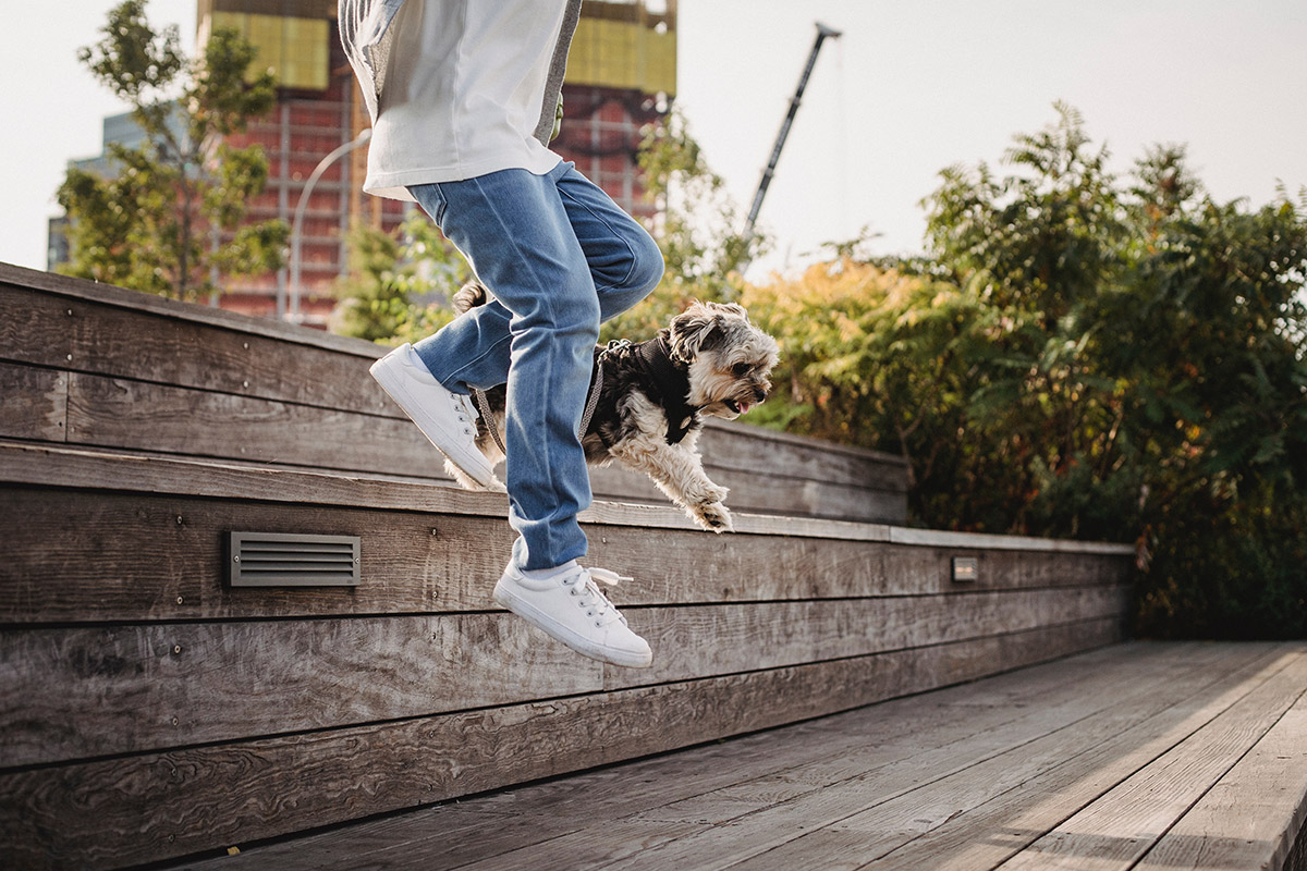 Claves para conseguir un apartamento Pet Friendly