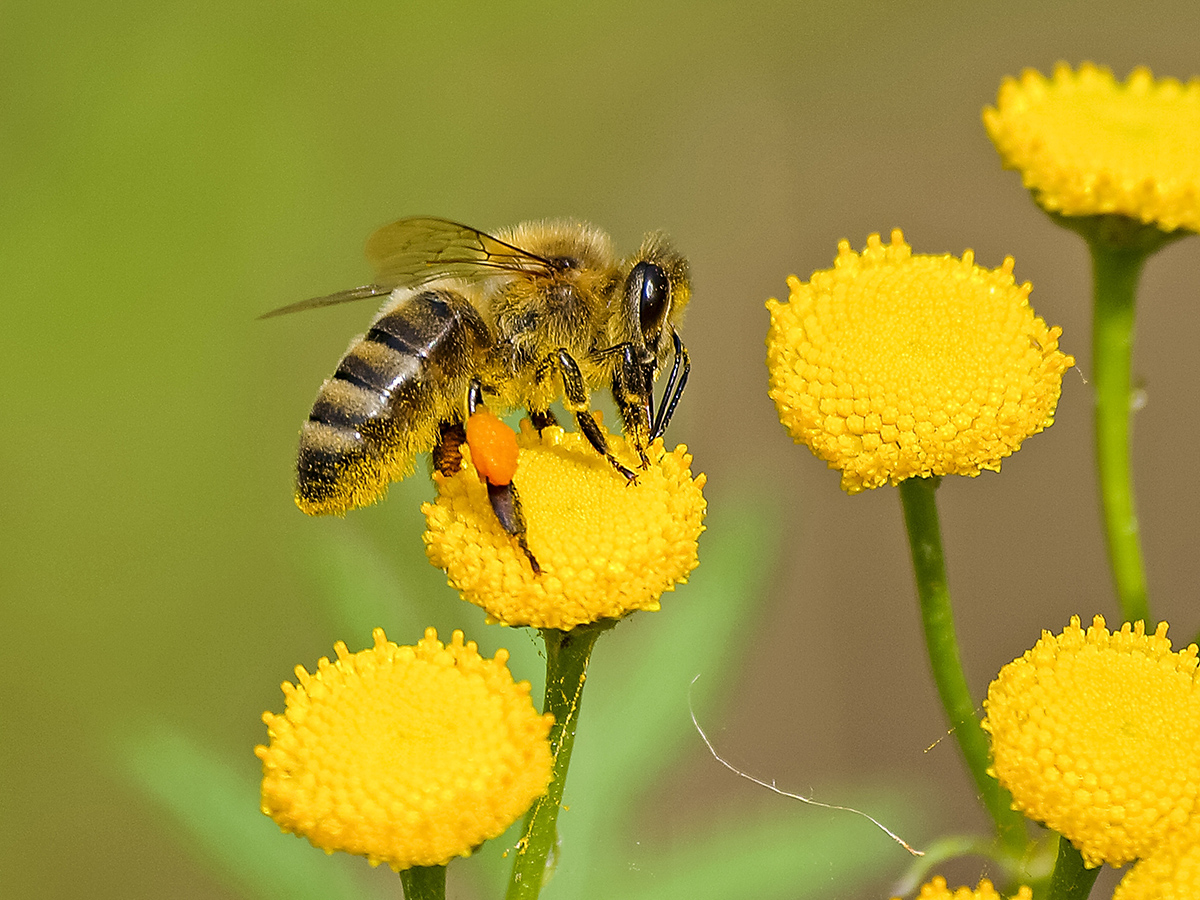 Zumbido vital: Día Mundial de las Abejas