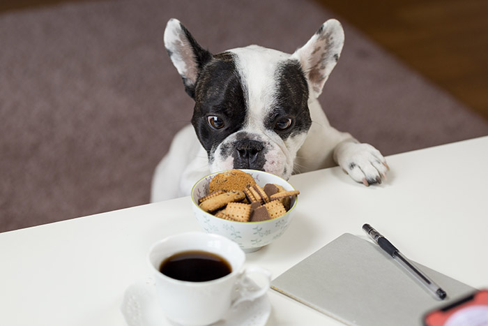 Apartamentos Pet Friendly