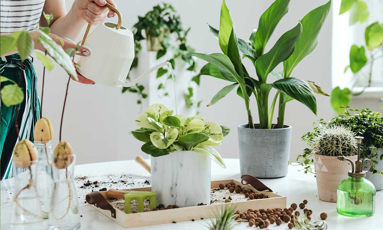 Cinco plantas ideales para interiores