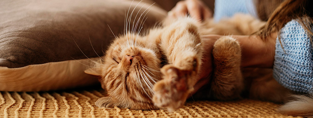 Mimos para gato