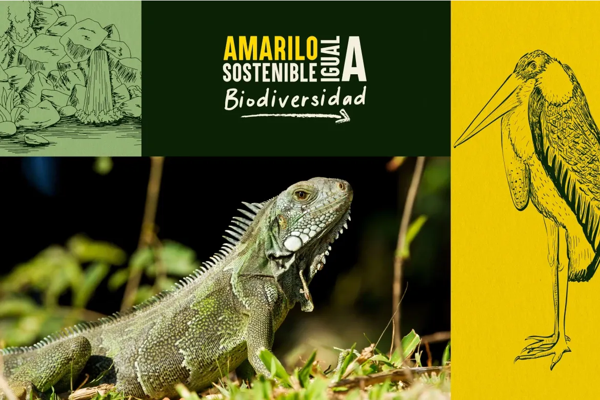 Amarilo Sostenible Igual a Biodiversidad